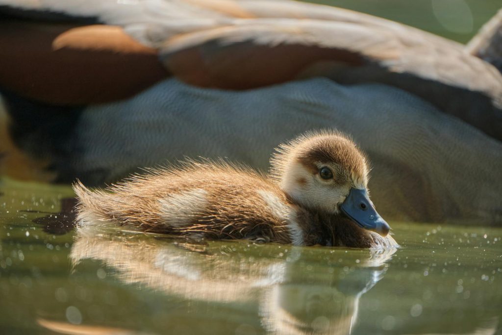 Duckling Reflecting in Pond